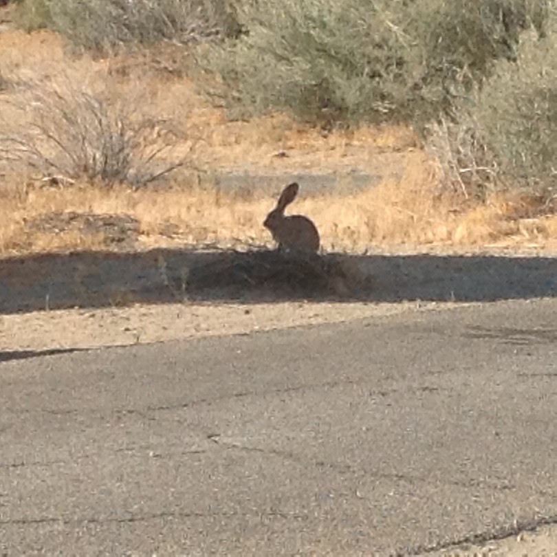 Blacktaild jackrabbit.