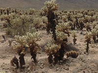 Cholla cactusgarden.