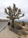 De Joshua Tree.
