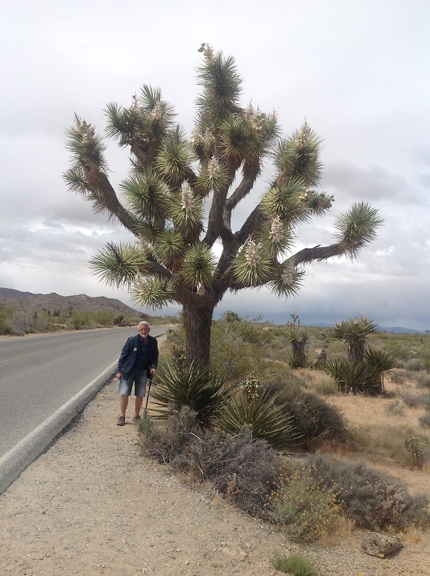 De Joshua Tree.