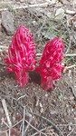 Overal komen bloemen uit de grond