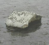Pelikanen op de rots