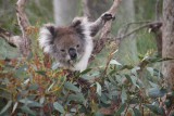 Etende Koala