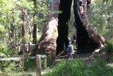 In de Karriboom