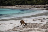 Kangaroe op het strand
