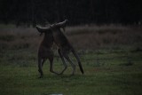 Vechtende kangaroes