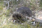 Echidna