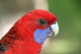 Crimson Rosella