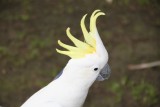Kakatoe zet pruik op als hij geen nootje krijgt