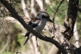 Laughing Kooka Burra