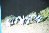 Little Penguins op het strand