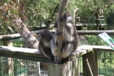 Koala met jong