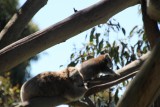 Koala met jong klimmend in de boom