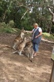 Kangaroes voeren