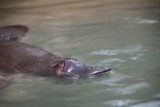 Een Platypus
