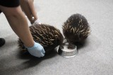 Echidna's voeren