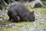 Pademelon met jong