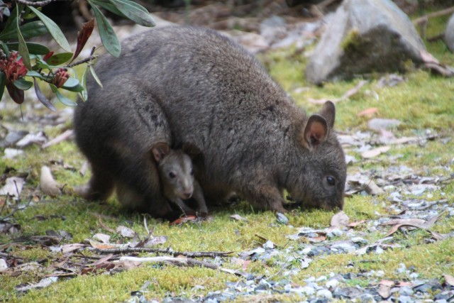 Pademelon met jong
