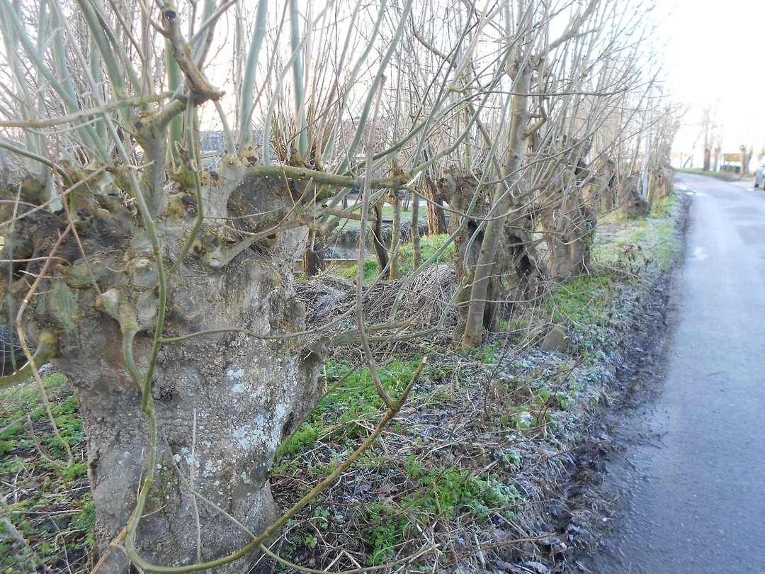 De knotjes
