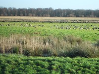 Massa Ganzen in de omgeving