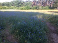 floris v tot Parijs , Brasschaat korenbloemen