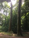 floris v tot Parijs