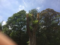 floris v tot Parijs , Snijwerk bomen