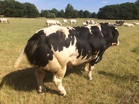 floris v tot Parijs , echte DIkbil stier