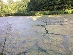 floris v tot Parijs  , groen water