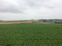 floris v tot Parijs , granen