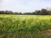 Grensdijkjespad