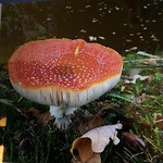Grensdijkjespad