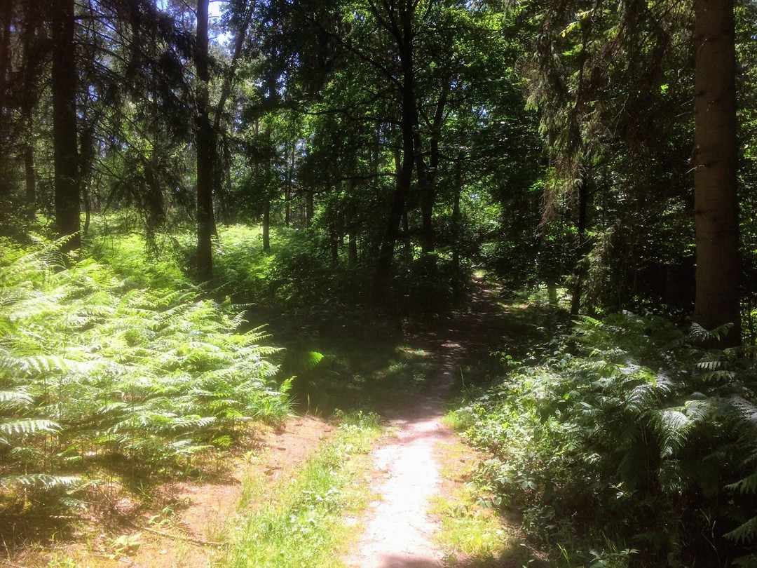 Walk of Wisdom