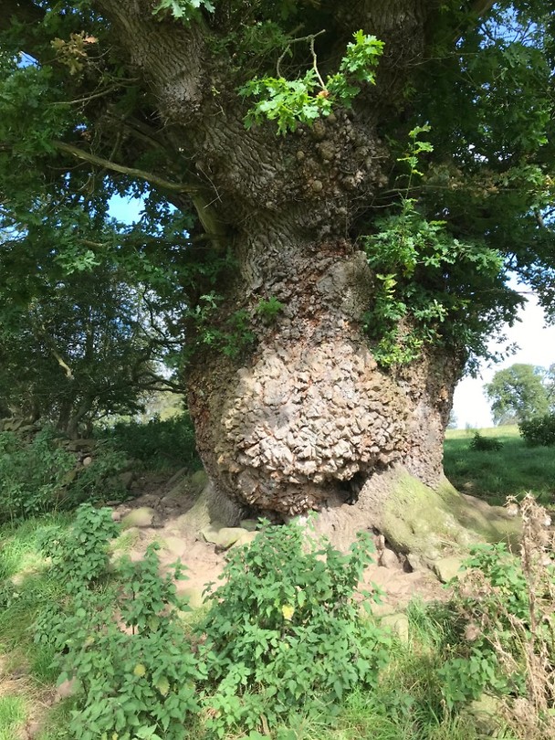 Hadrian's Wall Path