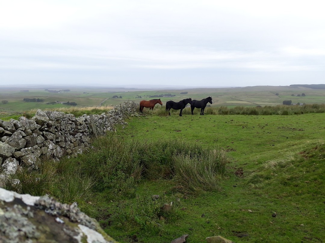 Hadrian's  Wall Path