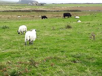Hadrian's Wall Path