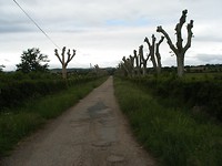 Pommiers