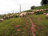 Pyreneeen