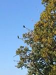 Maas-niederrheinpad