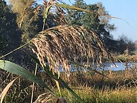 Maas - Niederrheinpad