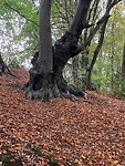 Maas-Niederrheinpad