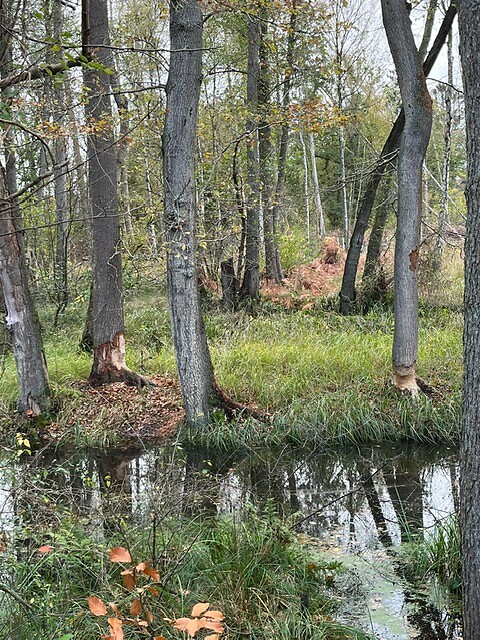 Maas-Niederrheinpad