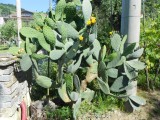 Cactus met bloemen