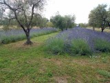 Lavendel
