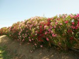 Weelderige Oleander struiken