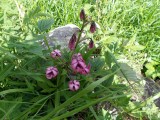 Bloemetjes
