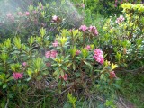 Oleander