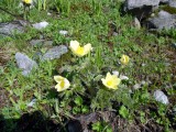 Bloemetjes