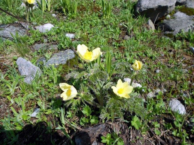Bloemetjes