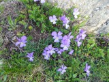 Bloemetjes